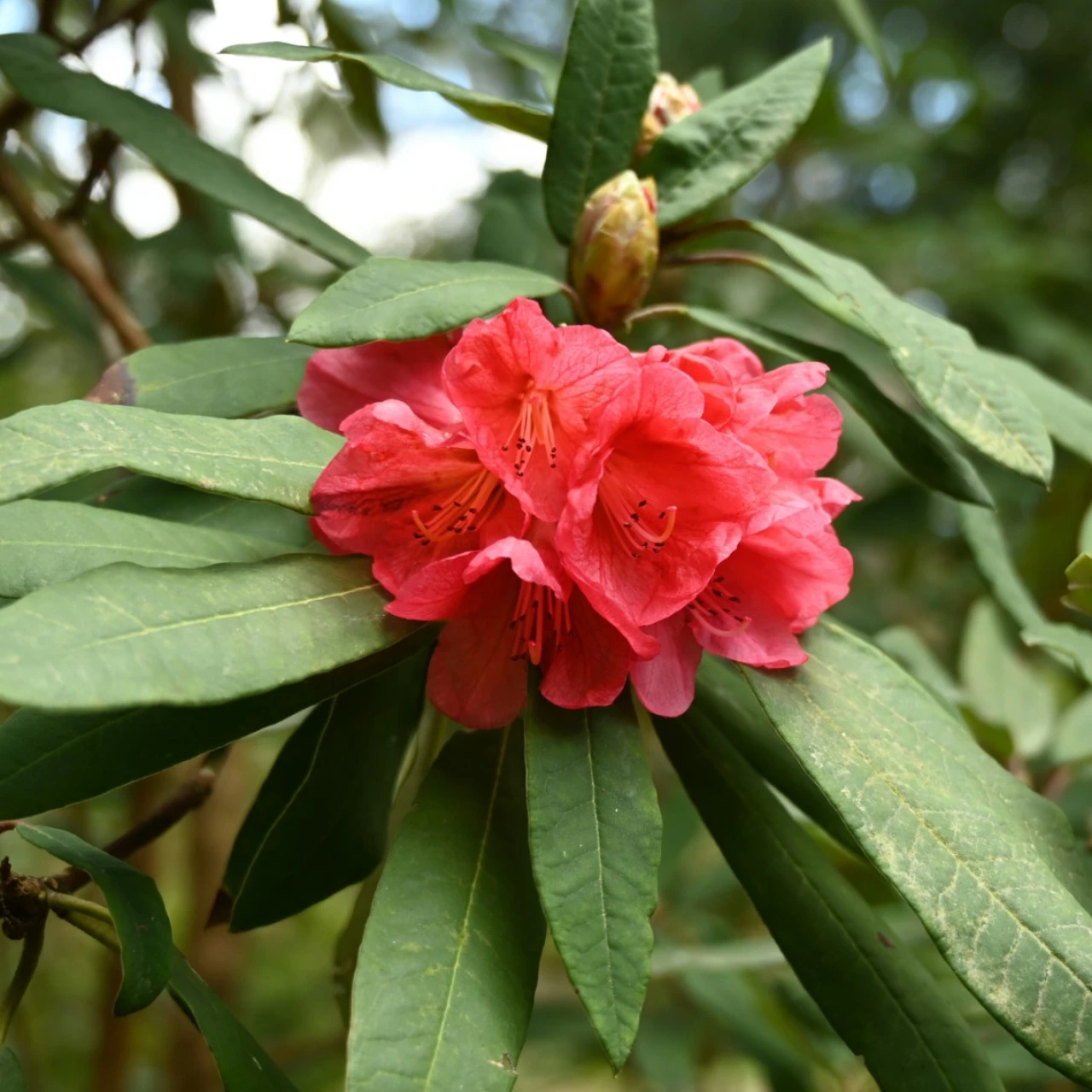 'Red Brocade'